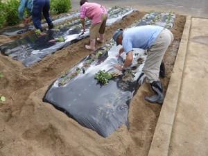 さつまいも植え