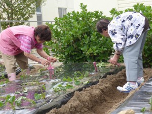 さつまいも植え