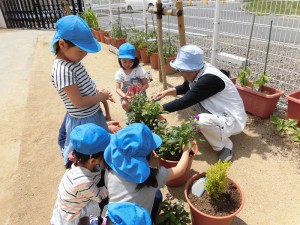 花の苗植え