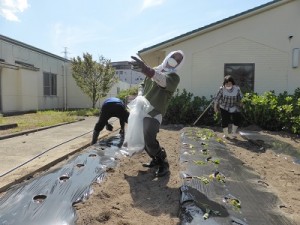 さつまいも植え