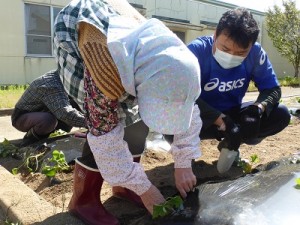 さつまいも植え