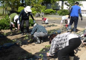 さつまいも植え