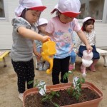 りんご水あげ