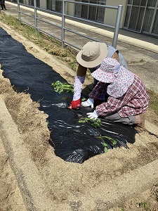 さつまいも苗