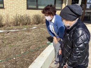 チューリップの芽