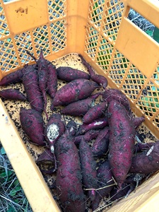 さつまいも堀り