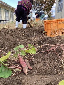 さつまいも堀り