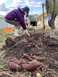 さつまいも堀り